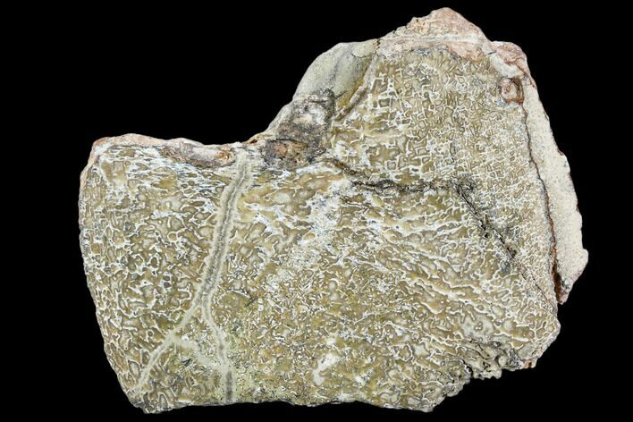 Polished Dinosaur Bone (Gembone) Section - Morocco #107102